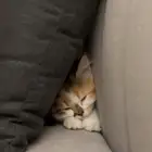 قطه