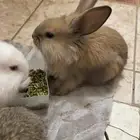 ارانب فلاندر