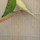 طيور حب ( بادجي ) للبيع