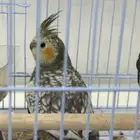 بغبغاء الكروان