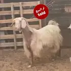 معزاء مصريات