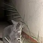 لقيت قطه مفقودة ظهرة لبن عندي امام البيت