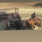 15 تيوس وعنقان