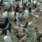 بيض مخصب بلدي