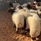نعيم