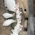 ارانب فرنسيه