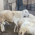 خروف حري