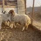 نعيميه ثنيه(( تم البيع))