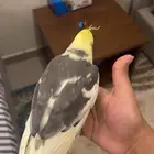 ببغا
