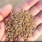 قمح معيه هلباء صماء