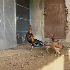 طقم شامو ياباني