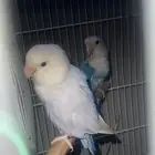 جوز روز انتاج
