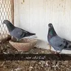 حمام قطايف