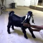 تيس عرضي 5 شهور