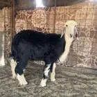 للبيع رخل نجديه السن جذعه