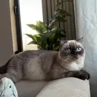 قطه للتبني هملايا