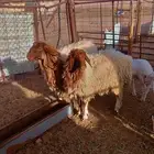 رخال نعيم ثنايا للبيع شحم