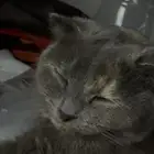 سكوتش فولد للتبني