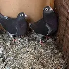 زاجل