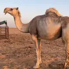خفوت