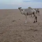 ضريبه وضحى علا جميع الشروط