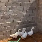 وز بلدي