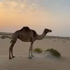 للبيع جذعه طيبه