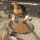 دجاجه معها 11 فرخ