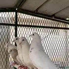 حمام فرنسي