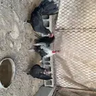 دجاج فونكس