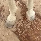 تقليم حافر خيول ويوجد لدينا خيل للجار القريات