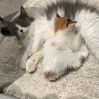 قطه شيرازي لتبني
