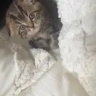 قطه كيتن فولد سكوتش للبيع