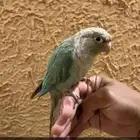 كويكر اليف هدد