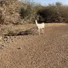 عنز سنها قرح شباب