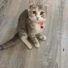 قطه لتبني بسعر رمزي جدا