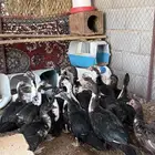 للبيع بط