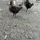 صوص بلدي