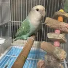 روز