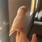 طير روز البين