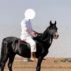 حصان شعبي ادهم