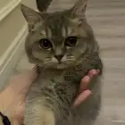 قطو