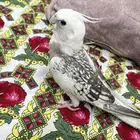 كروان هولندي ضايع