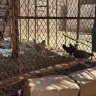دجاج بلدي وديوك عدد 2 تركي