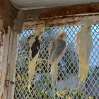 عصافير كروان للبيع