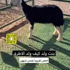 نجديه معرفه فاخره
