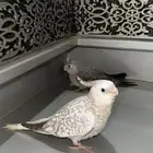 كروان الليفه هدد 2