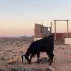 جفره والد