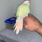 فرخ كنيور نهايه غر وبادي يكسر حب من نفسه