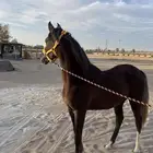 مهره شعبيه شيخهه